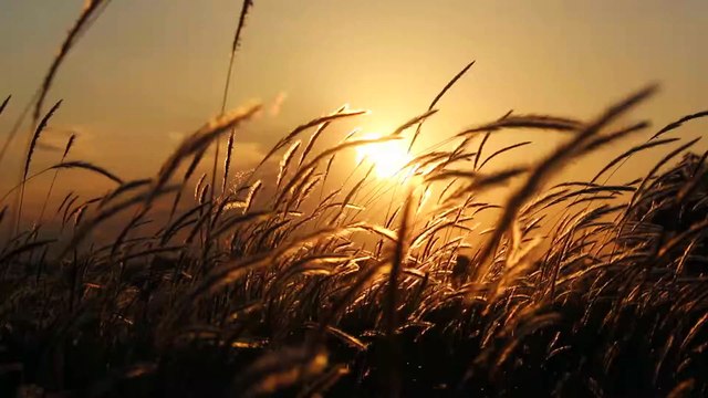 Bunga rumput dengan latar belakang angin dan matahari terbenam