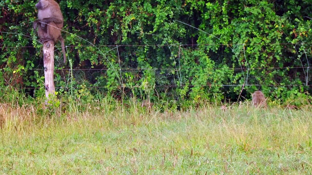 Secret Safari - Into the Wild - Se1 - Ep03 HD Watch HD Deutsch