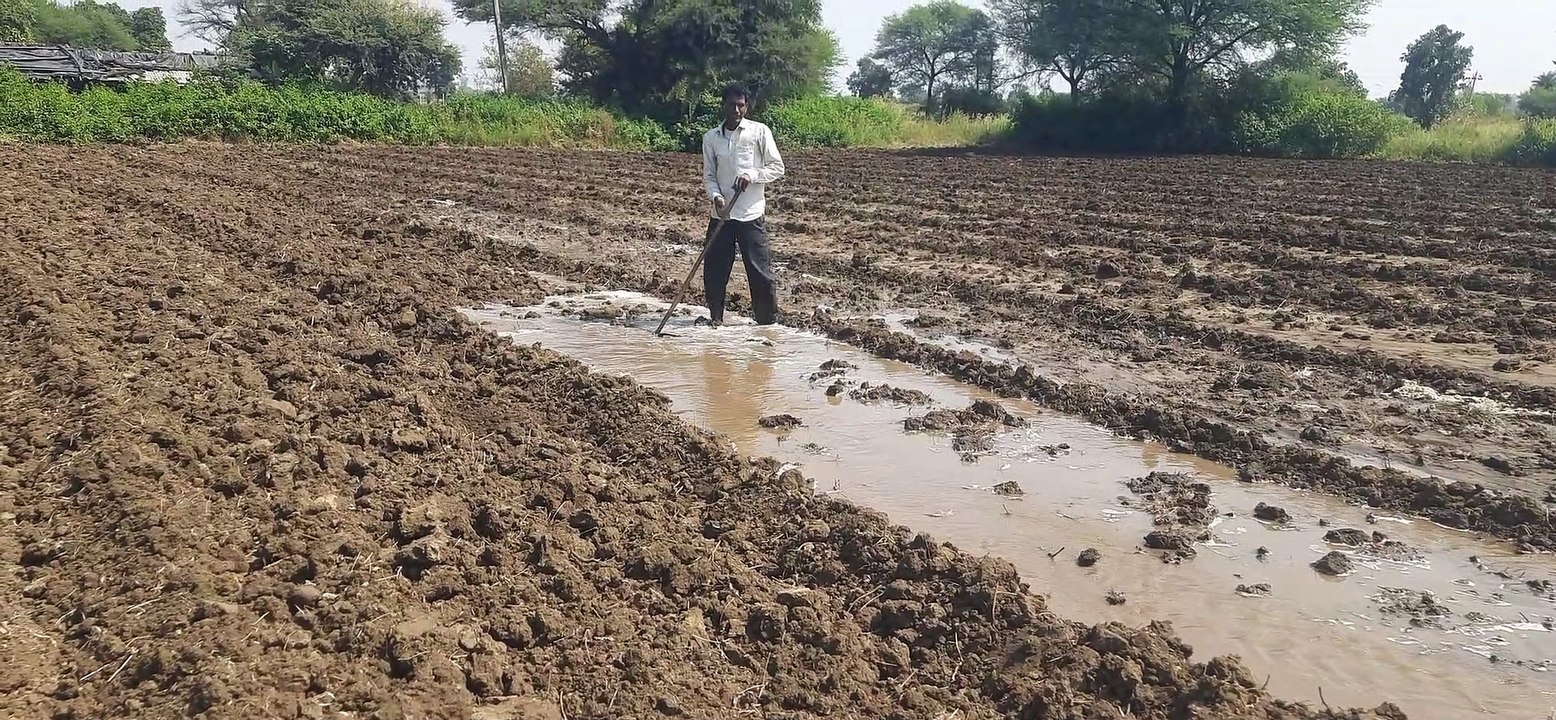 सरसों की हुई बुवाई, दलहन और गेहूं  की तैयारी