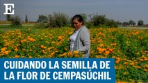 MEXICO - SEMILLAS DE CEMPASUCHIL