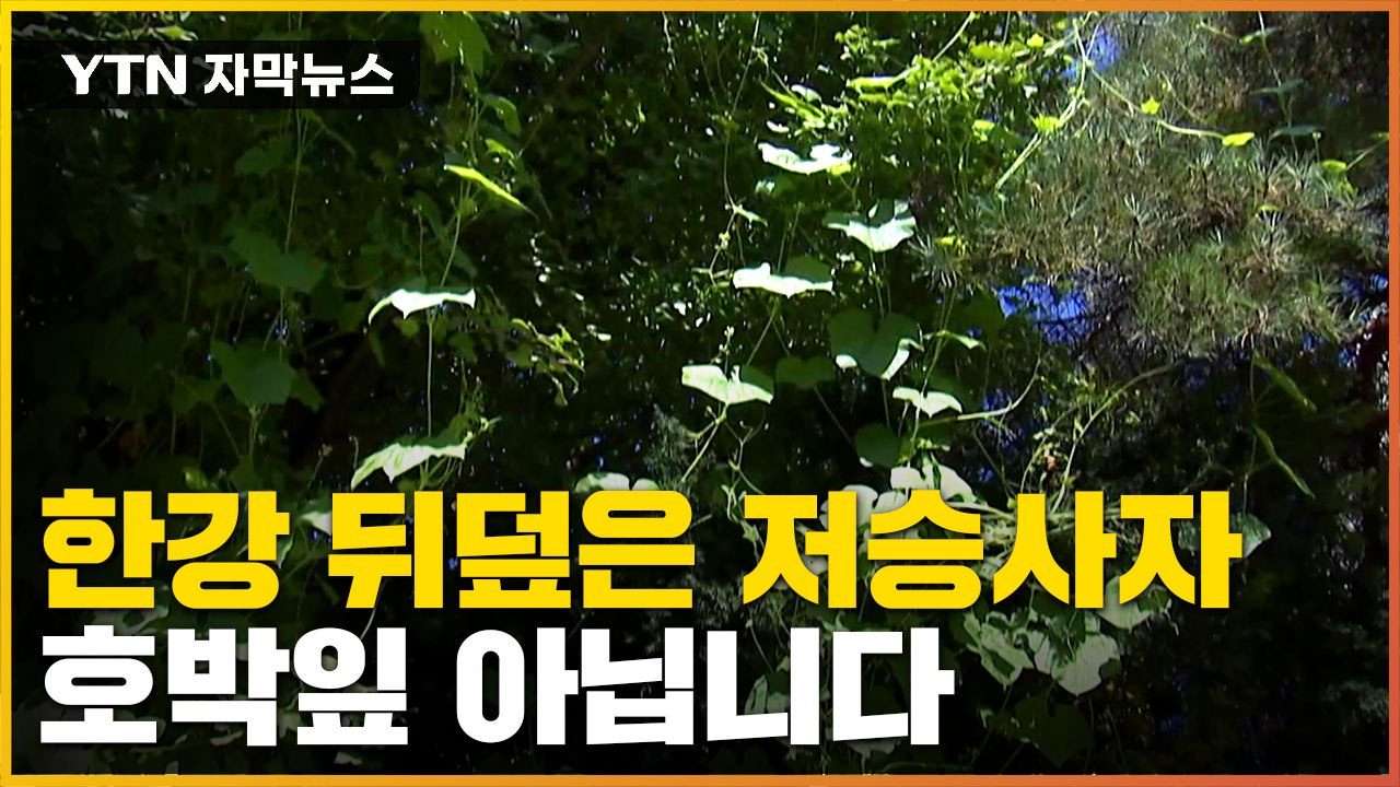 [자막뉴스] 평소 땅에 묻혀 지내다...초토화 작업 '총력전' / YTN