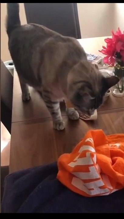 Funny animals video