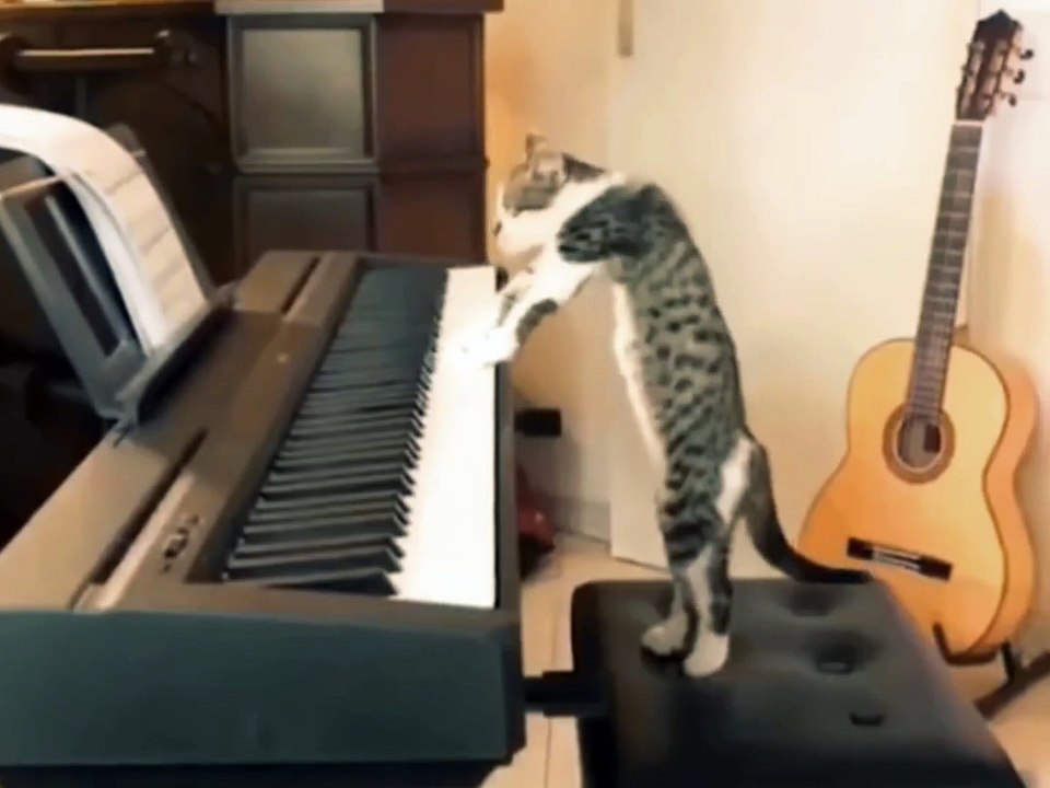 FUNNY ANIMALS CATS