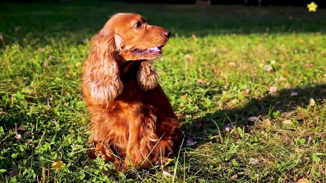 Nama dan Suara Hewan untuk Anak dalam Bahasa Inggris - Pelajari Nama Hewan