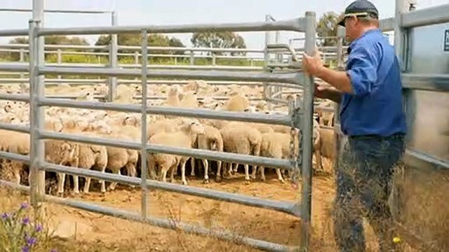 Paddocks and crops inundated as farmers battle rain