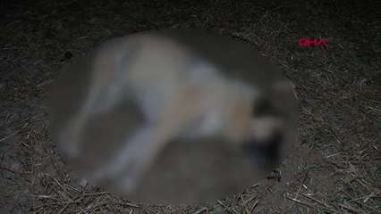 ANKARA'DA 8 KÖPEK ÖLÜ BULUNDU