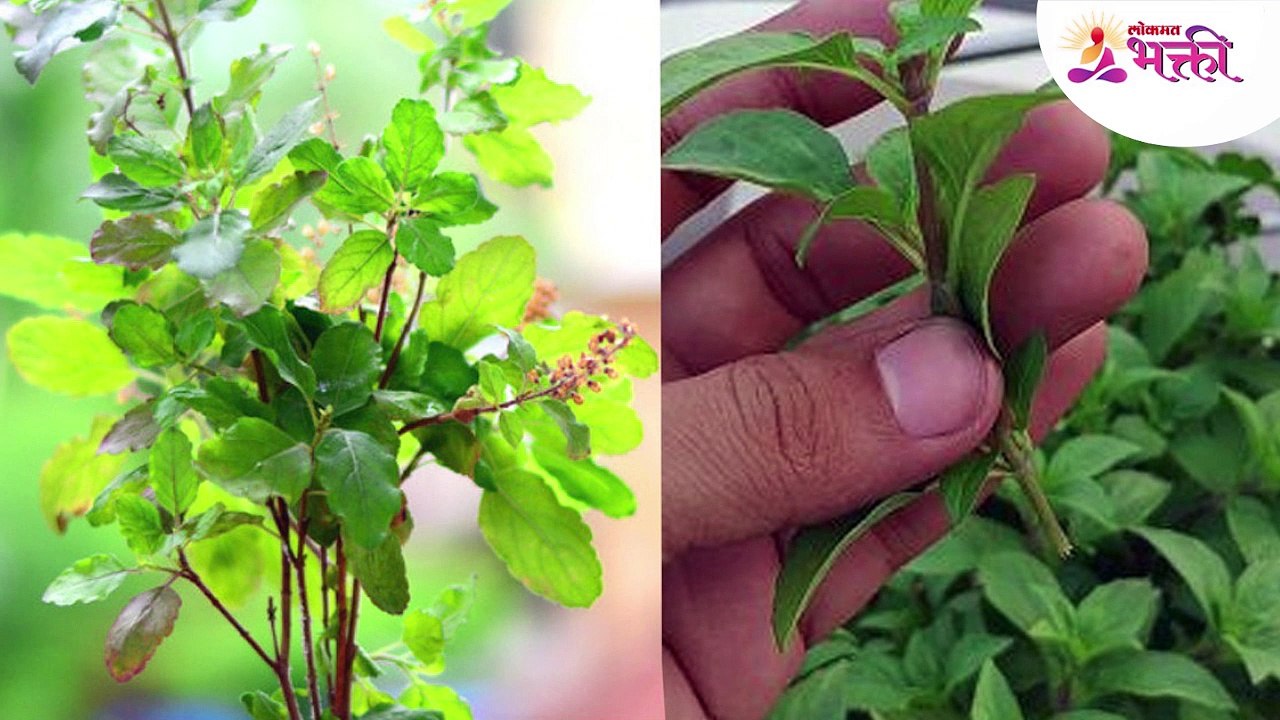 घरातील या 5 ठिकाणी तुळशीच रोप ठेवू नका, घरात येते दारिद्र्य