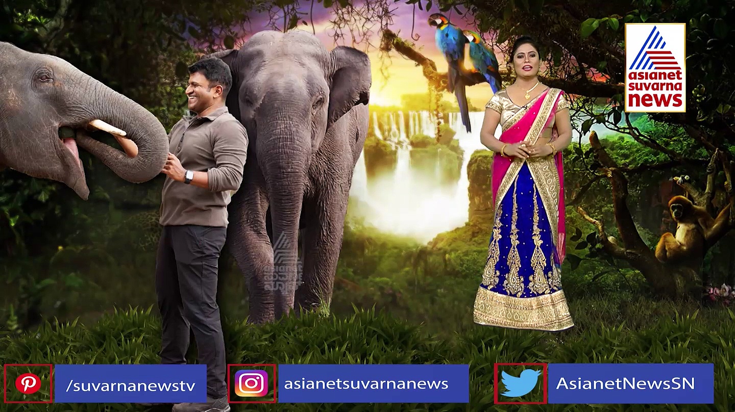 Gandhada Gudi: ಗಂಧದ ಗುಡಿ ಭರ್ಜರಿ ಪ್ರದರ್ಶನ: ಅಪ್ಪು ಕನಸು ನನಸು ಮಾಡಿದ ಅಶ್ವಿನಿ