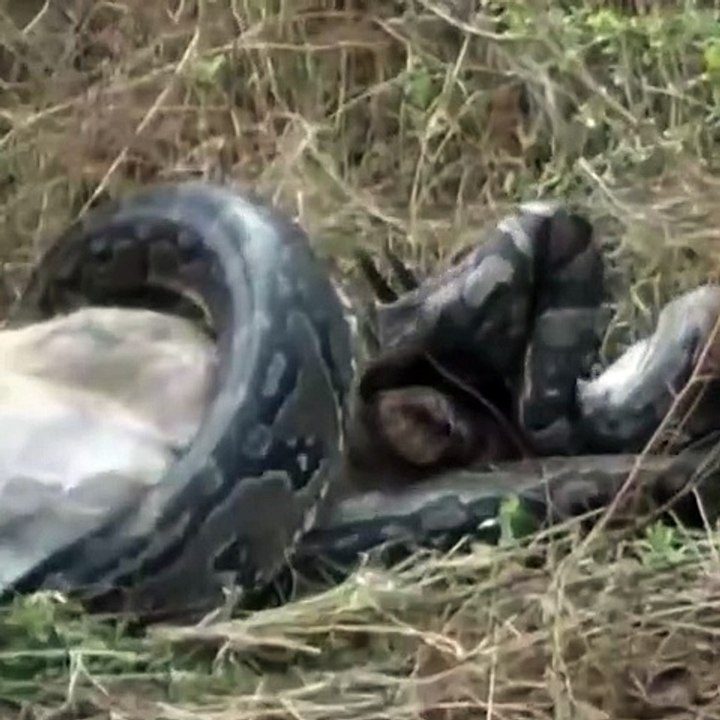 Ular pyton yang apes