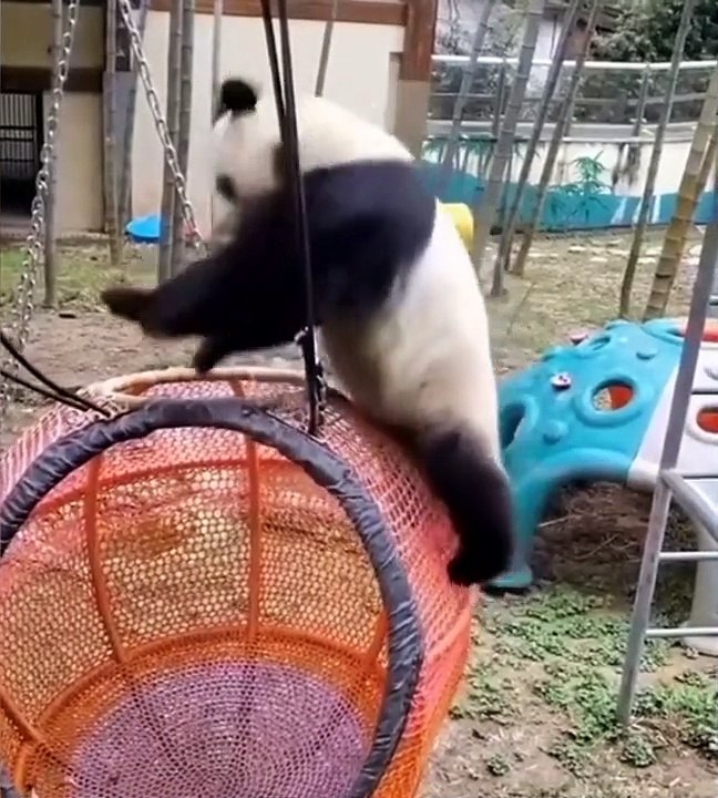 PANDA LUCU