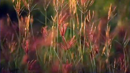 Neture and meditation video