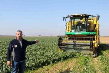 Türkiye'nin ıspanak ihtiyacının dörtte birini Bursa karşılıyor