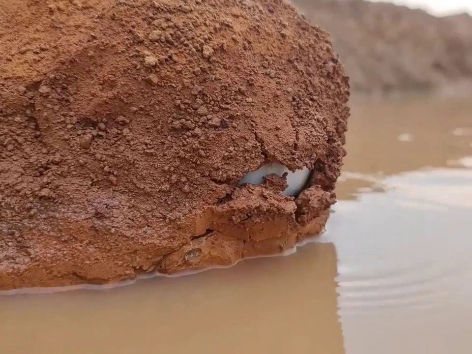 Incredible Big Stuck Fish Catching By Hand In River Side Dry Place With ...