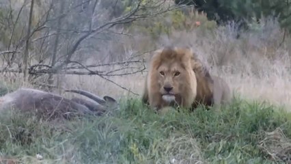 Who is the real king in the jungle???