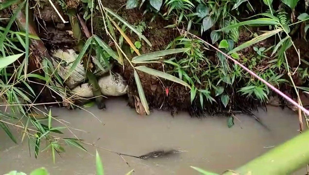 GAK MASUK AKAL.!! MANCING GABUS CHANNA LIMBATA __ SIAPA SANGKA DAPAT IKAN SEBESAR INI AUTO KAGET ( LEAVE MANCING )