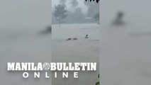 Farmer tries to rescue cows on a rushing flashflood due to 'Paeng'