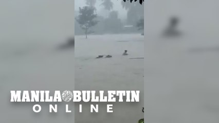 Farmer tries to rescue cows on a rushing flashflood due to 'Paeng'