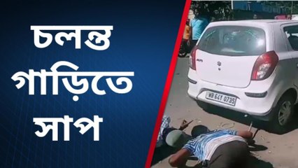 চলন্ত গাড়ির ভেতরে উঁকি দিচ্ছে সাপ, হুলুস্থূল কাণ্ড!দেখুন ভিডিও