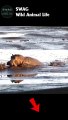 Hippo Attack Impala On Mud #animal #shorts #shortvideo #animals