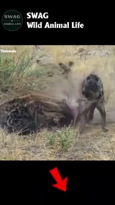 Hyena Attack and Steal Food From Wild Dogs #animal #shorts #shortvideo #animals