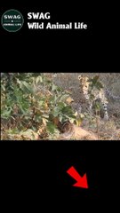 Leopard Fight Python To The Death 2 #animal #shorts #shortvideo #animals