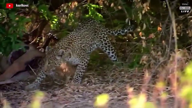 Unlucky Jackals Are Brutally Avenged By Leopards For Stealing Prey Wild Animal Life