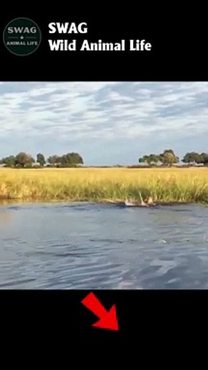 Two lions attacked by crocodile #animal #shorts...