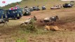 Male Lion Hunts Hippo During the Great Migration   Wild Animal Life