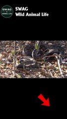 Leopard Fight Python To The Death 4 #animal #shorts #shortvideo #animals