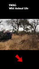 Hyena Saves Warthog from Leopard #animal #shorts #shortvideo #animals