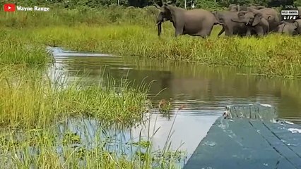 Stupid Predators Recieve A Lot Of Pain When They Dare To Attack Baby Elephants