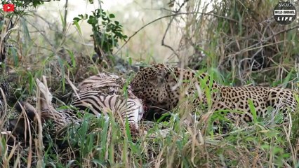 Injured Zebra and What Happened After   Wild Animal Life