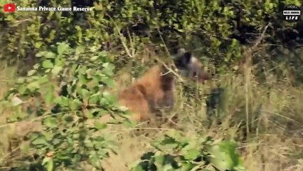 10 Brutal Moments When Prey Tries To Escape From Predators But Fails   Wild Animal Life