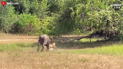 When Angry Animal Mothers Attack Predators To Protect Their Babies   Wild Animal Life