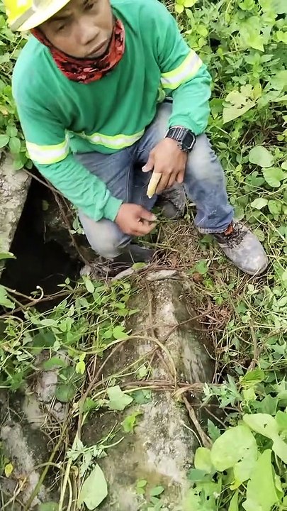 Les ouvriers du bâtiment trouvent et sauvent des chiots sur le chantier - Buzz Buddy