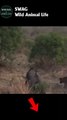Mother buffalo protects cubs when being chased by lions #animal #shorts #shortvideo #animals