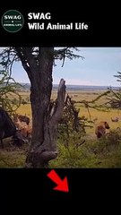 hyena fights buffalo #animal #shorts #shortvideo #animals