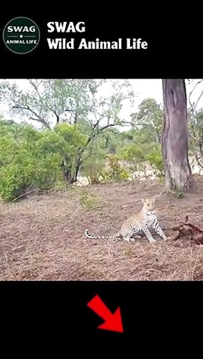 leopard leading calves up the tree #shorts #shortvideo #animals