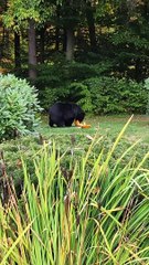 Ours sur le chemin du petit-déjeuner - Buzz Buddy