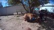 La famille des ours Tahoe organise une fête à la piscine - Buzz Buddy