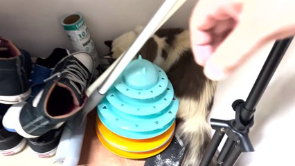 Le chat a ramené à la maison un petit lapin et il s'est coincé dans un tube - Buzz Buddy