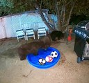 La famille Bear s'amuse dans son jardin - Buzz Buddy