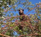 Les ours grimpent au pommier pour une collation - Buzz Buddy
