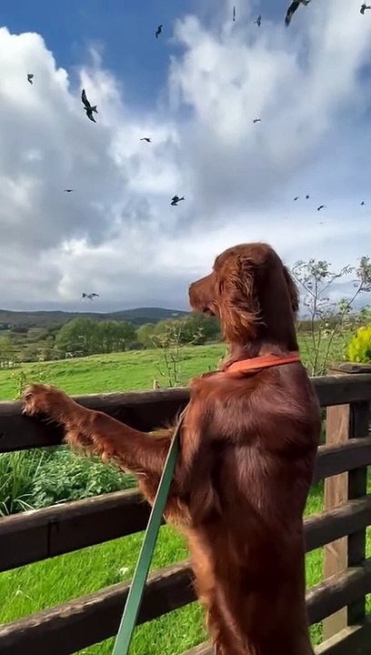 Setter irlandais captivé par les oiseaux - Buzz Buddy