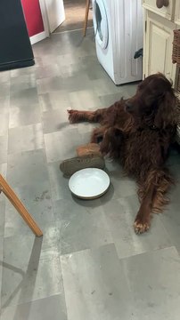 Le setter irlandais est frustré et veut un deuxième repas - Buzz Buddy