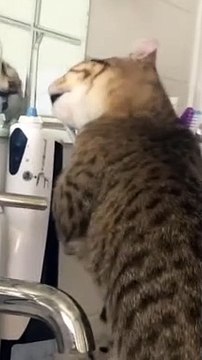 Le chat ronge les brosses à dents - Buzz Buddy