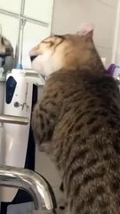 Le chat ronge les brosses à dents - Buzz Buddy