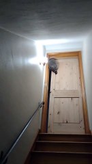 Le raton laveur se faufile à travers la porte à peine ouverte - Buzz Buddy