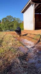 Les troupeaux de chiens de bétail eau - Buzz Buddy