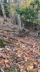 Lady effraie l'ours noir des ordures à l'aide d'un spray de nettoyage - Buzz Buddy